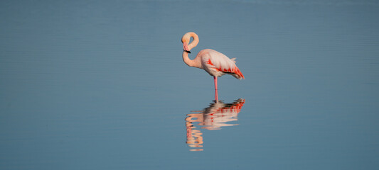 Flock of pink flamingos standing and resting in calm lagoon waters
