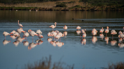Flock of pink flamingos standing and resting in calm lagoon waters
