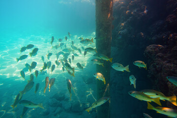 Group of fish, dory snapper species seen swimming near pier during snorkeling in Marsa Mubarak