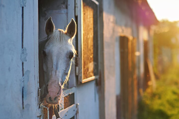White Arabian horse only head visible out from stables box, blurred afternoon sunlight background