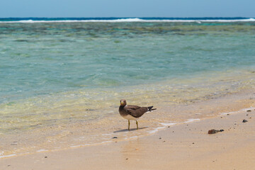 Sooty gull bird, walking on wet sand beach near sea in Egypt