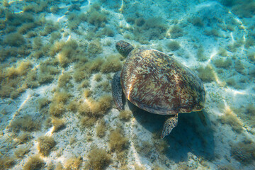 Green sea turtle on sandy sea surface with seagrass seen during snorkelling in Marsa Mubarak