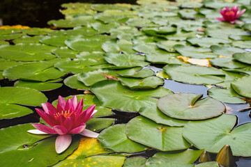 Pink water lily flower, with green circle leaves around