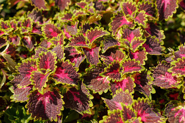 Many vibrant coloured coleus decorative plant leaves, closeup detail
