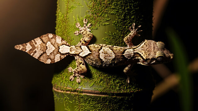 Moss Covered Bamboo Trunk with a Detailed Leaf- Tailed Gecko Climbing leaf-tailed gecko