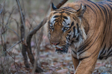 Bengal tiger in the wild