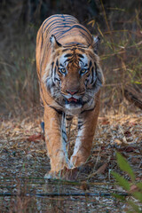 Bengal tiger in the forest