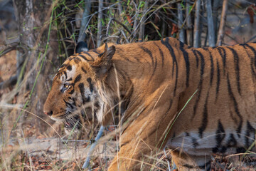 Bengal tiger in the wild