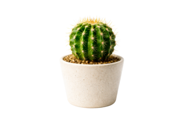 A vibrant green cactus with sharp yellow spines growing in a simple beige ceramic pot filled with small decorative pebbles, perfect for home decor product showcases or plant care guides