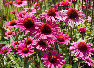 Purpur-Sonnenhut (Echinacea purpurea). Pflanze sonniger Wiesen mit leuchtend rosa Bl&uuml;tenbl&auml;ttern um einen kegelf&ouml;rmigen Wulst mit braunen und orangefarbenen R&ouml;hrenbl&uuml;ten
