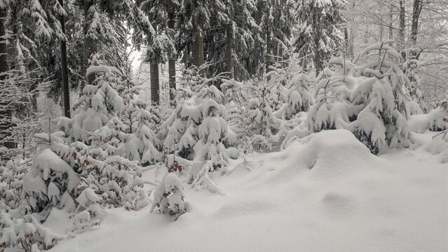 Winterwald