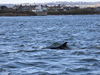 Fototapeta premium Bottlenose dolphin swims in the sea off Amble, Northumberland, UK