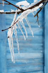 beautiful icicles hanging on tree branches close up, abstract blue nature background. Anomaly cold temperature, frost weather, winter season. the end of wintertime, early spring time concept.