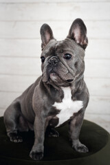 Fototapeta premium French Bulldog Sitting on Stool in Front of White Rustic Shiplap Wall, Cozy Lifestyle Pet Portrait in Modern Farmhouse Interior for Groomers, Vets, Home Decor, and Pet Branding