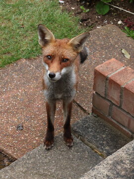 Red fox close up in a garden in Peacehaven UK