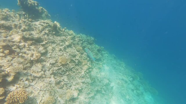Snorkeling at Maldives Kaafu Atoll, Parrotfish swims over coral covered rocks, more small sergeant major fish in background