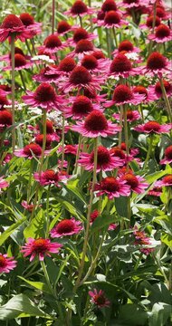 (Echinacea purpurea) Purpur-Sonnenhut oder Igel-Sonnenhut, eine Zierpflanze mit rosa, g&auml;nsebl&uuml;mchenartigen Bl&uuml;ten, die sonnige Standorte auf Wiesen liebt