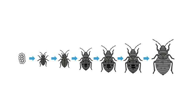 Diagram illustrating the life cycle stages of a bed bug from egg to nymph and adult with blue directional arrows for education.