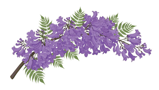 Branch of vibrant purple jacaranda flowers with delicate fern-like green leaves on a clean white background for botanical design.