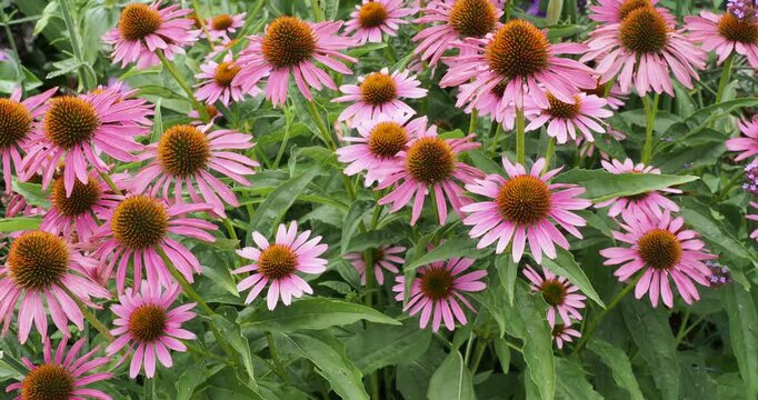 (Echinacea purpurea) Purpur-Sonnenhut pflanze mit kr&auml;ftigen St&auml;ngeln, die mit g&auml;nsebl&uuml;mchenartigen Bl&uuml;ten in leuchtenden Rosa- t&ouml;nen rund um einen kr&auml;ftigen orangebraunen Zapfen geschm&uuml;ckt sind

