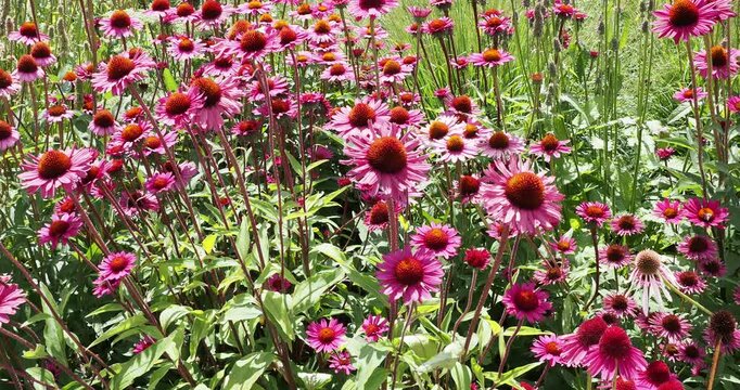 Ein B&uuml;schel purpurrosa Sonnenh&uuml;te (Echinacea purpurea) auf kr&auml;ftigen, aufrechten St&auml;ngeln mit mittelgr&uuml;nen, lanzettlichen Bl&auml;ttern, die im Freien als Zierpflanze kultiviert werden.