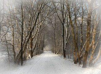 Vertr&auml;umte Baumallee im Winterkleid