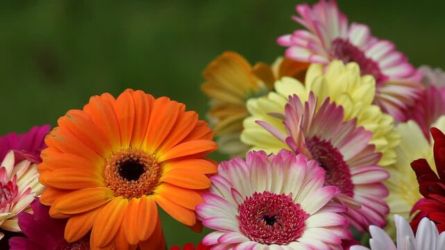 colorful gerber flowers