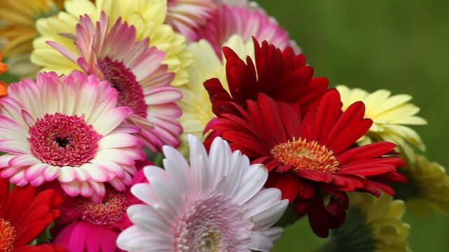 red and yellow gerber daisy