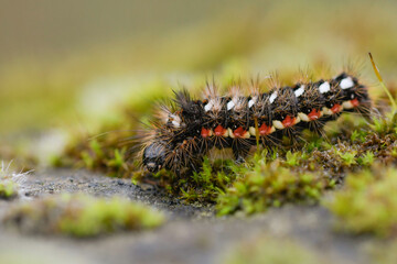 Close-up of the Acronicta rumicis larva