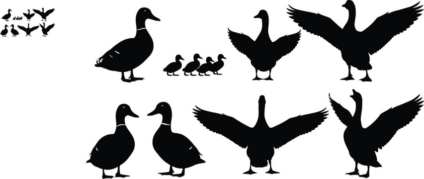 Black duck and mallard silhouettes set featuring swimming ducks, flying wings, ducklings, waterfowl family, pond birds, and nature wildlife icons.