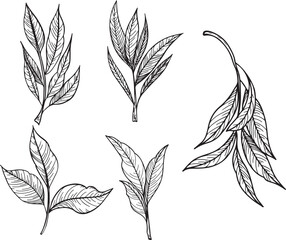 Hand-drawn graphics of various branches with leaves. The design features five distinct leaf shapes, showcasing intricate details and natural forms.