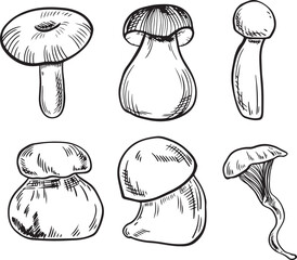 Hand-drawn graphics set of various mushrooms. Includes different shapes and sizes, showcasing unique features and textures of each mushroom.