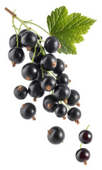 Fototapeta premium Blackcurrant Berries Falling Off Stem with Leaf, Isolated on White Background, Healthy Food Concept