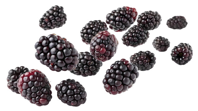Fresh Boysenberries Falling and Isolated on White Background, Group of Ripe Dark Berries in Motion, Studio Shot