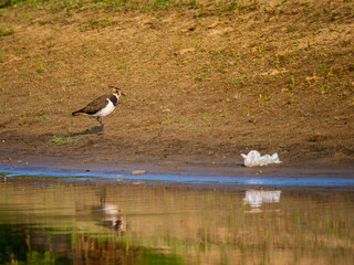 Northern Lapwing or Vanellus vanellus stands by water edge near plastic bag. Northern Lapwing bird and growing pollution of environmental threats. Ecological concept, wildlife habitat degradation