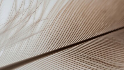 Delicate Feather Closeup Soft Texture