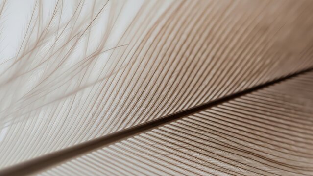 Delicate Feather Closeup Soft Texture