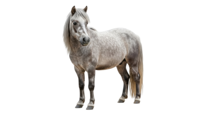 Gray pony stands on white background in upright position with calm expression