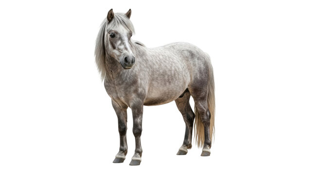 Gray pony stands on white background in upright position with calm expression