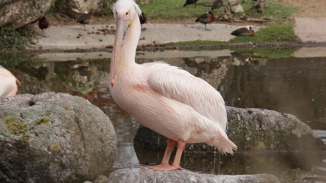 P&eacute;lican rose immobile au bord d&rsquo;un bassin naturel
