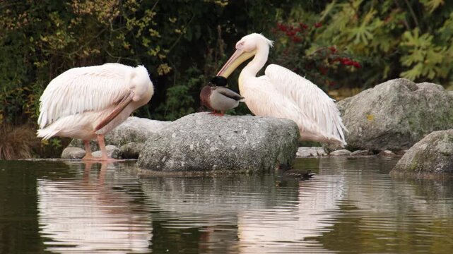 Deux p&eacute;licans roses au repos dans un bassin naturel