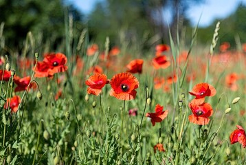 Obraz premium Vibrant red common poppies blooming brightly in a lush green sunlit field under a