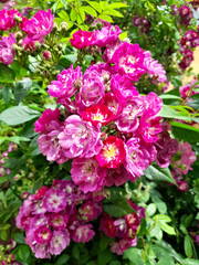 Fototapeta premium Climbing rose, Flammentanz variety