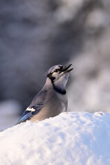 Winter scene of a Blue Jay bird sits in the snow calling out