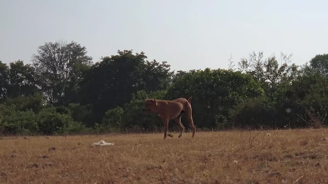 A brown free-ranging Indian street dog, known as a Pye-dog or INDog, is walking in a dry, grassy area in pasture. This landrace is highly resilient and well-adapted for survival due natural selection.