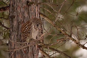 A Barred Owl hunting from its perch against the truck of a pine tree