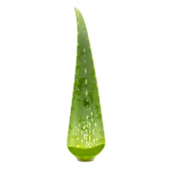 Fototapeta premium Fresh Aloe Vera Leaf Isolated on White Background