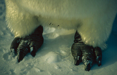 Close up of an emperor penguins feet standing on sea ice off the Brunt Ice Shelf, Antarctica. Almost reptile-like in contrast to the soft white feathers. Taken 1993 © Graham