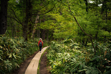 Hiker On Wooden Path In Forest