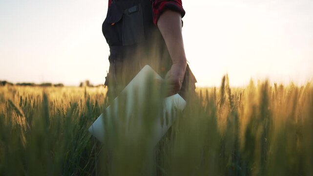 Walking through wheat field holding laptop farmer in overalls walks hand touching crop under sunset light with sun flare green wheat field rural technology agritech laptop farmer crop hand harvest
